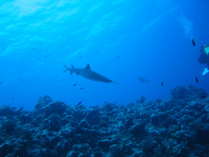 IMG_1963.JPG - "Blue Corner", Palau