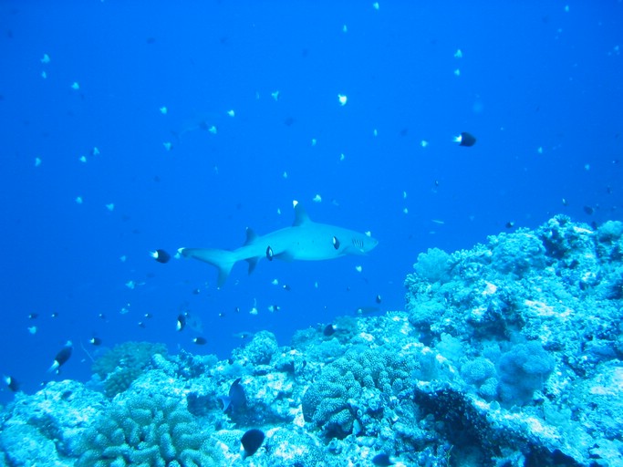 IMG_1968.JPG - "Blue Corner", Palau