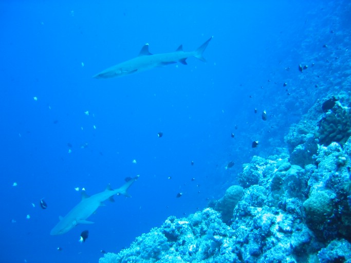 IMG_1973.JPG - "Blue Corner", Palau