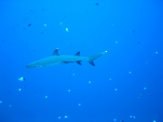 IMG_1974.JPG - "Blue Corner", Palau