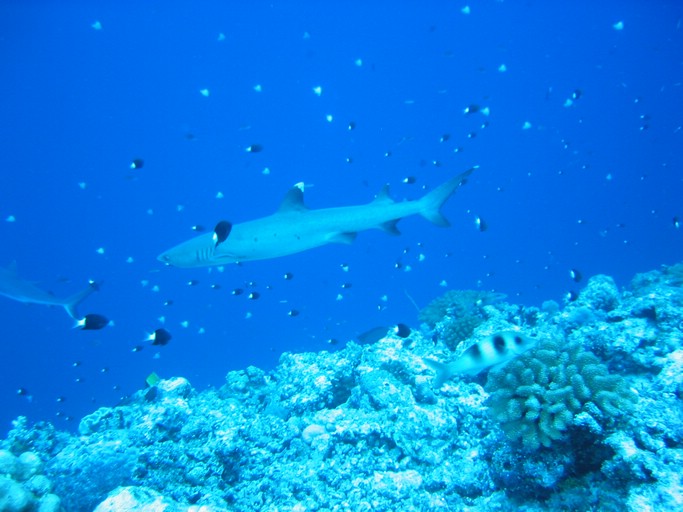 IMG_1975.JPG - "Blue Corner", Palau