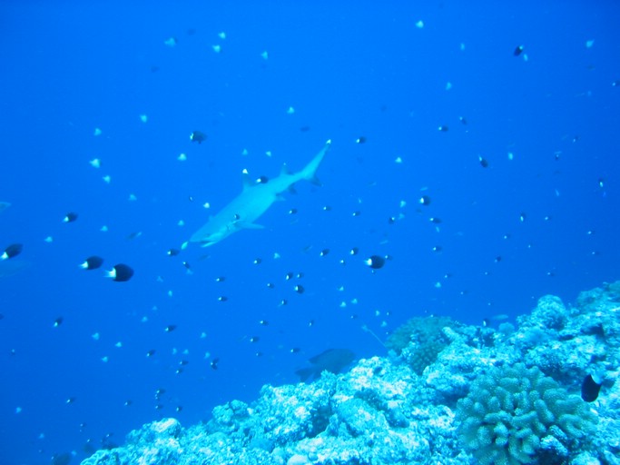 IMG_1976.JPG - "Blue Corner", Palau