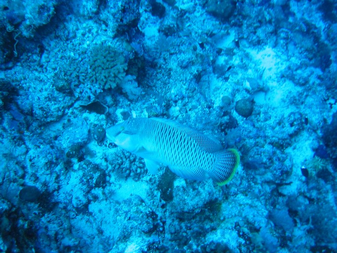 IMG_1979.JPG - "Blue Corner", Palau