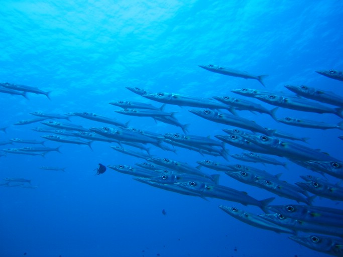 IMG_1983.JPG - "Blue Corner", Palau