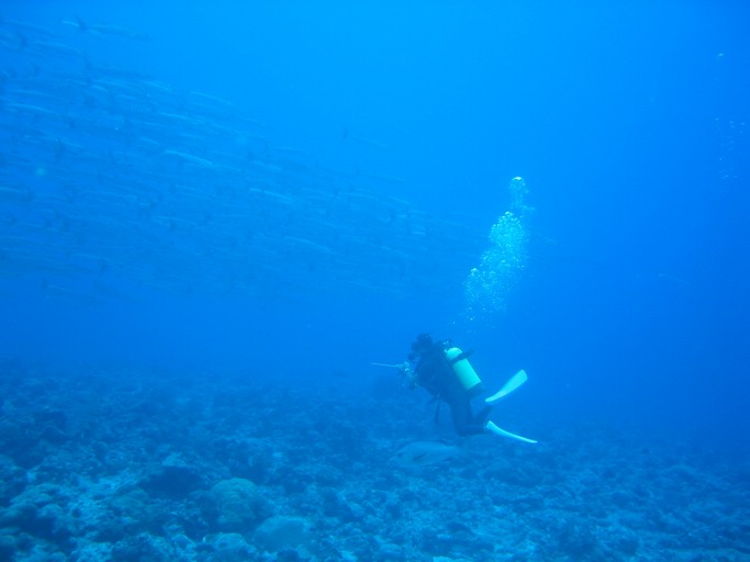 IMG_1984.JPG - "Blue Corner", Palau