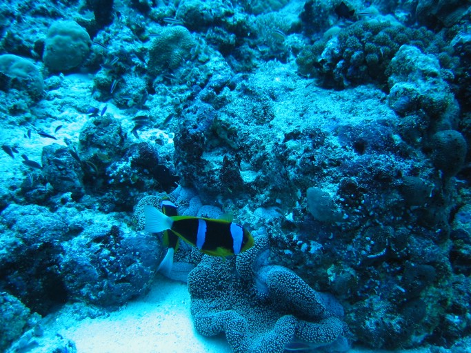 IMG_1986.JPG - "Blue Corner", Palau