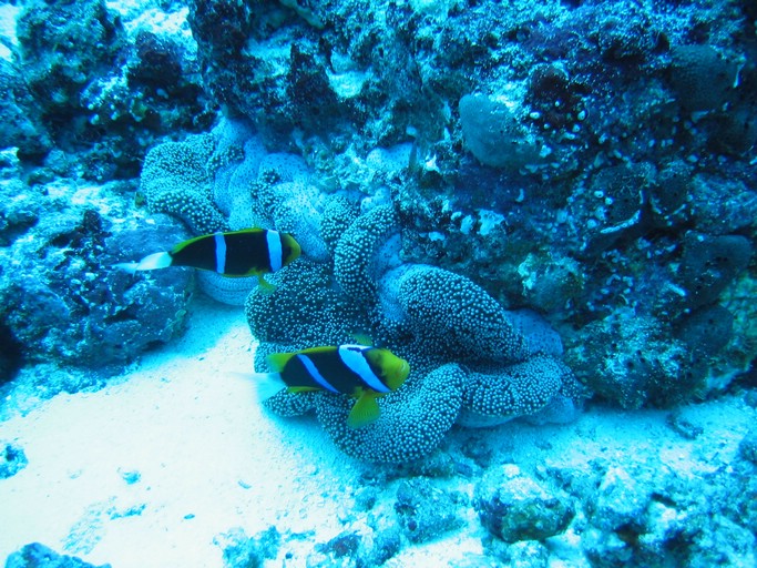 IMG_1987.JPG - "Blue Corner", Palau