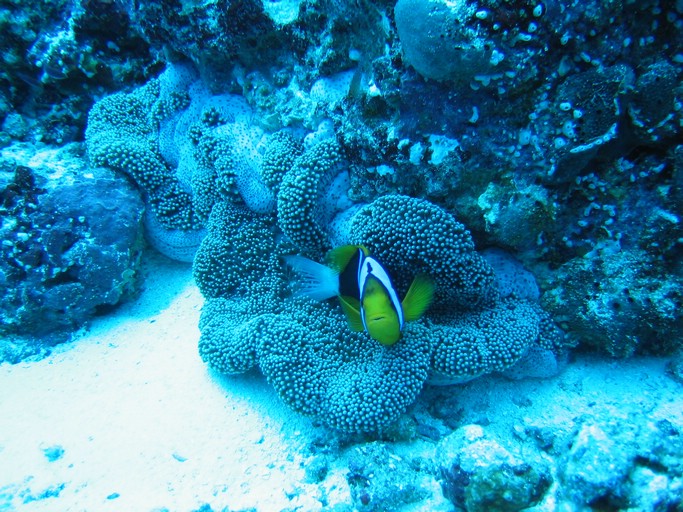 IMG_1988.JPG - "Blue Corner", Palau