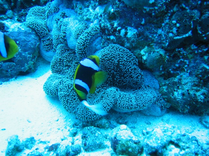 IMG_1989.JPG - "Blue Corner", Palau