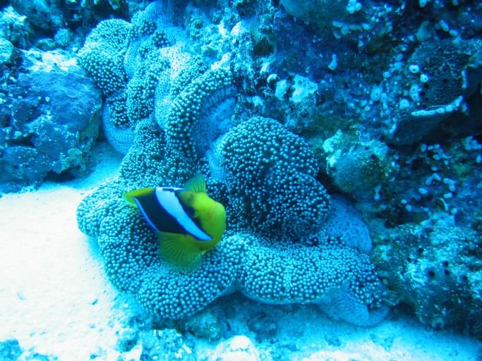 IMG_1990.JPG - "Blue Corner", Palau