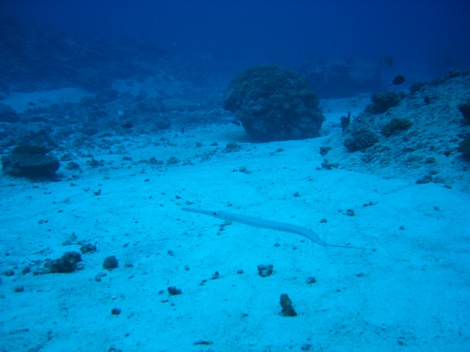 IMG_1992.JPG - "Blue Corner", Palau