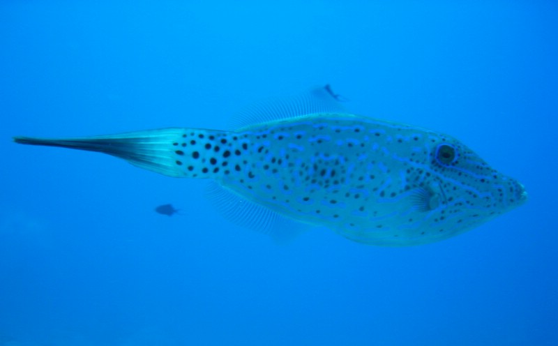 IMG_1993_edited.JPG - "Blue Corner", Palau