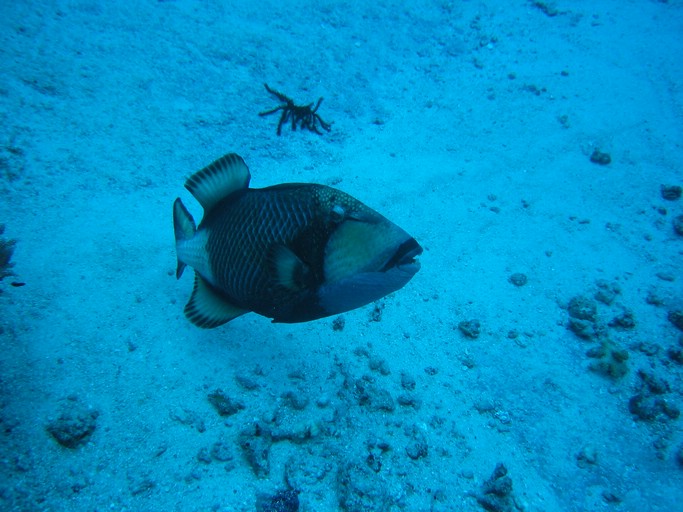 IMG_1994.JPG - "Blue Corner", Palau