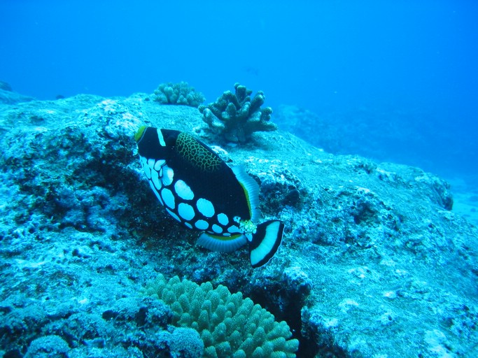 IMG_1995.JPG - "Blue Corner", Palau