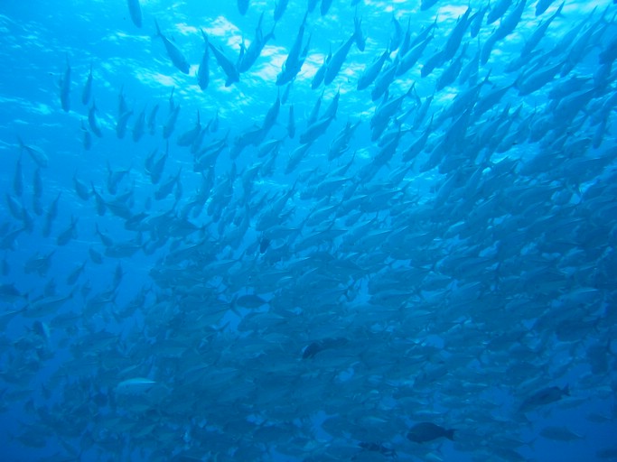 IMG_1996.JPG - "Blue Corner", Palau