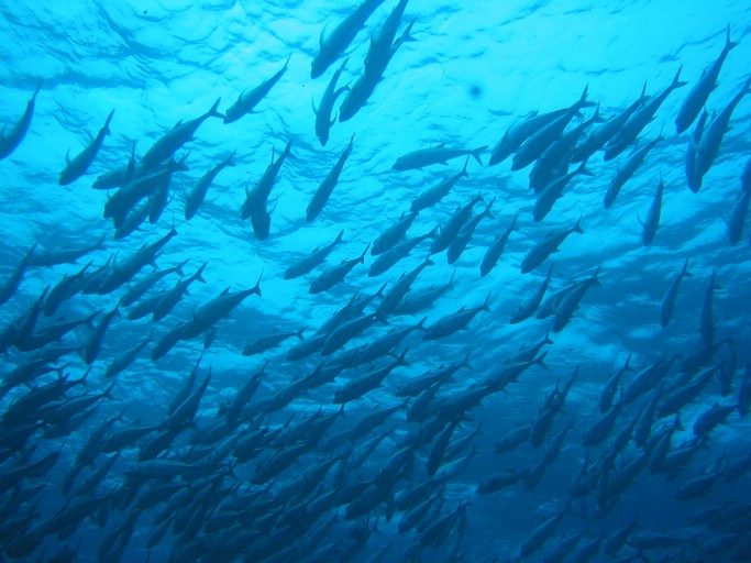 IMG_1997.JPG - "Blue Corner", Palau