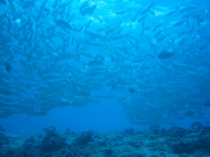 IMG_1998.JPG - "Blue Corner", Palau