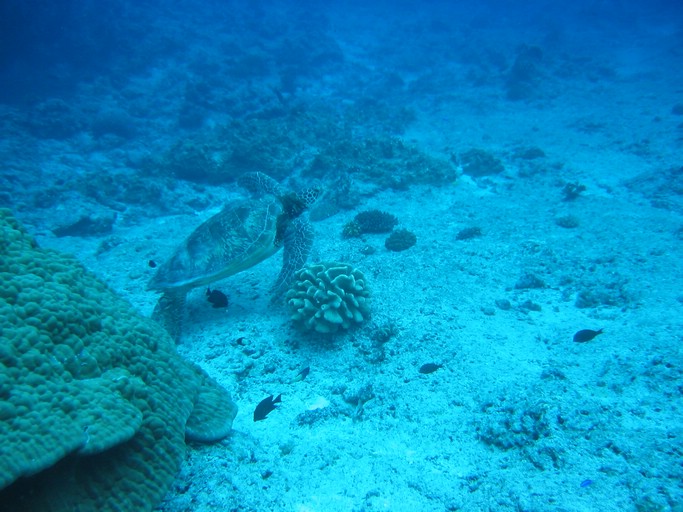 IMG_1999.JPG - "Blue Corner", Palau