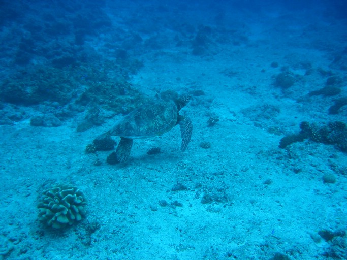 IMG_2000.JPG - "Blue Corner", Palau