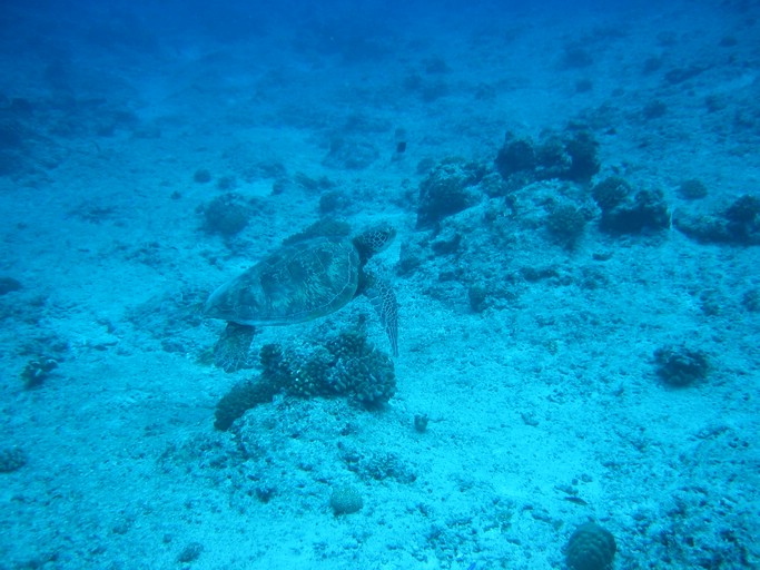 IMG_2001.JPG - "Blue Corner", Palau