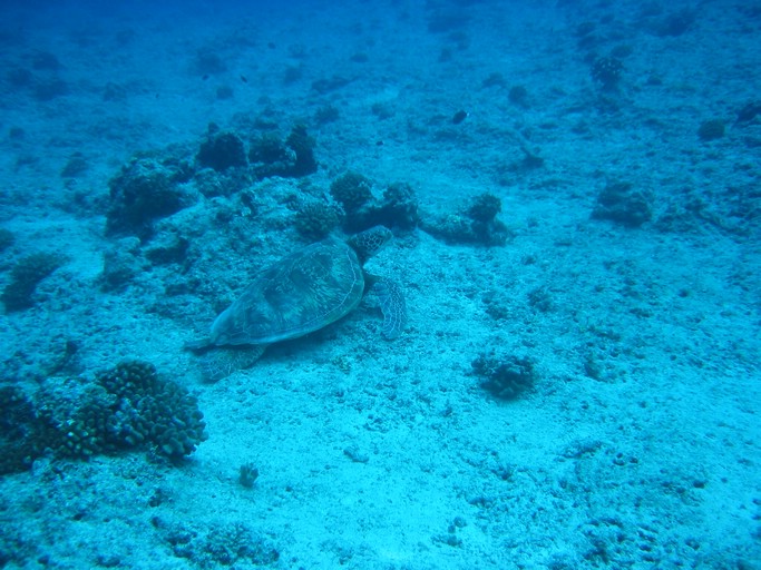 IMG_2002.JPG - "Blue Corner", Palau