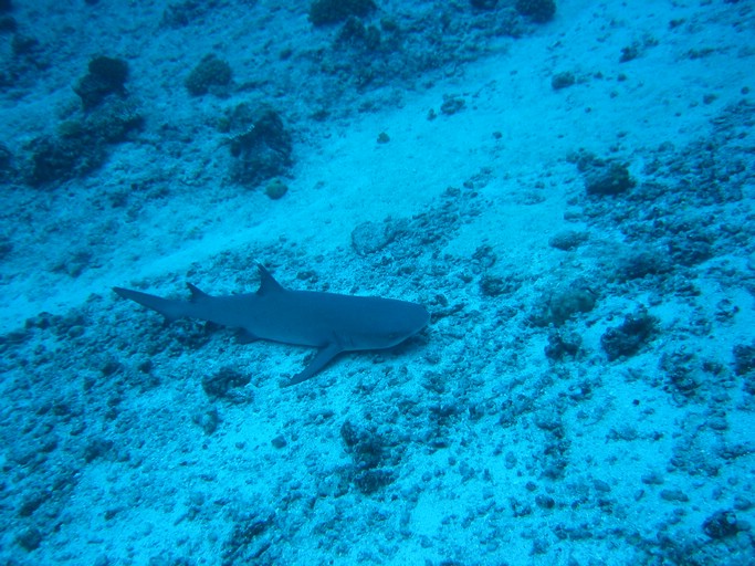 IMG_2003.JPG - "Blue Corner", Palau