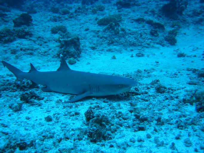 IMG_2004.JPG - "Blue Corner", Palau