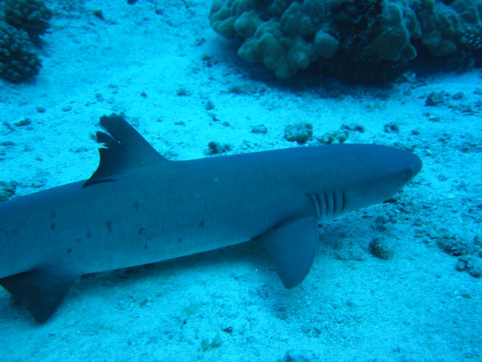 IMG_2005.JPG - "Blue Corner", Palau