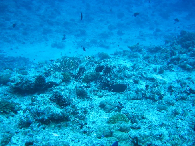 IMG_2006.JPG - "Blue Corner", Palau