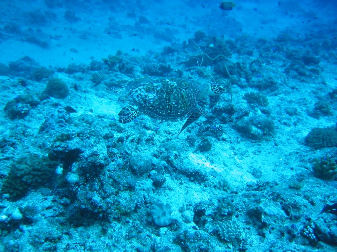 IMG_2007.JPG - "Blue Corner", Palau