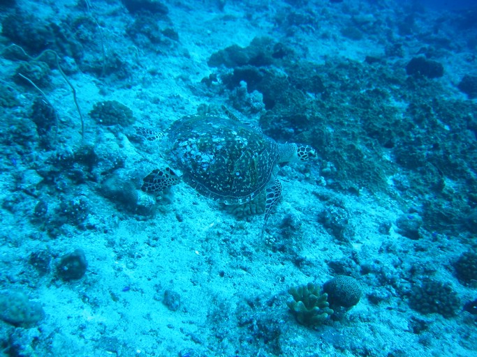 IMG_2008.JPG - "Blue Corner", Palau