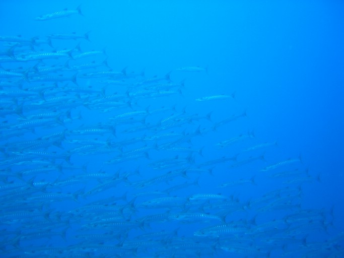 IMG_2011.JPG - "Blue Corner", Palau