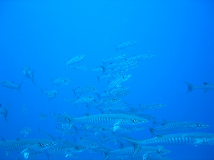 IMG_2012.JPG - "Blue Corner", Palau