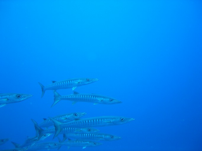 IMG_2013.JPG - "Blue Corner", Palau