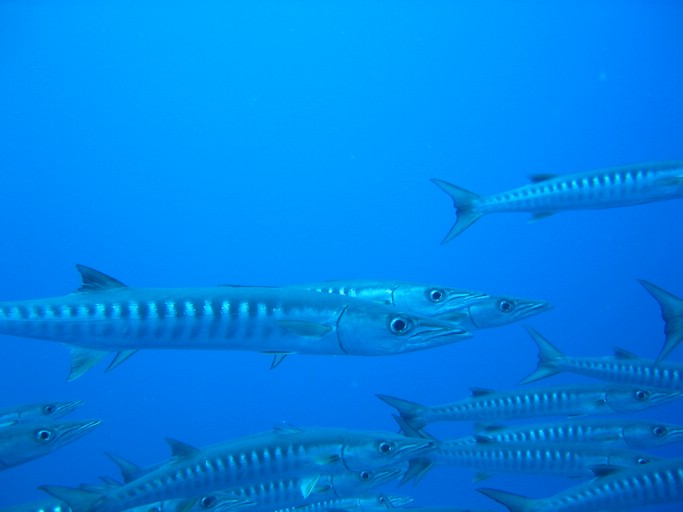 IMG_2014.JPG - "Blue Corner", Palau