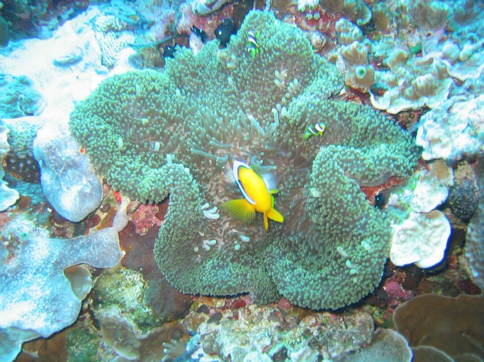 IMG_2026.JPG - "Ngemelis Coral Garden", Palau