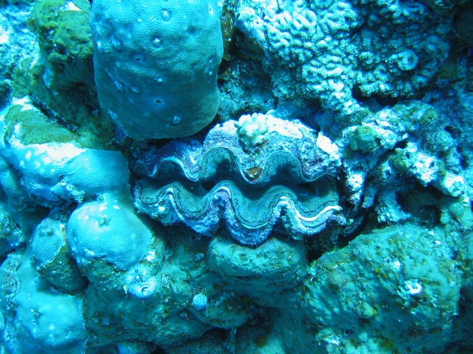 IMG_2031.JPG - "Ngemelis Coral Garden", Palau