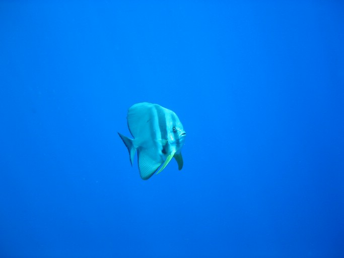 IMG_2033.JPG - "Ngemelis Coral Garden", Palau