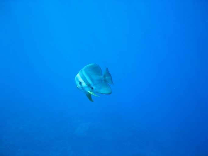 IMG_2036.JPG - "Ngemelis Coral Garden", Palau