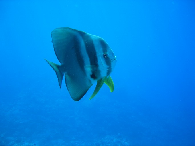 IMG_2037.JPG - "Ngemelis Coral Garden", Palau