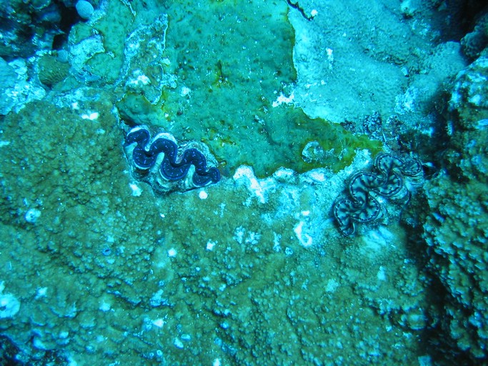 IMG_2038.JPG - "Ngemelis Coral Garden", Palau