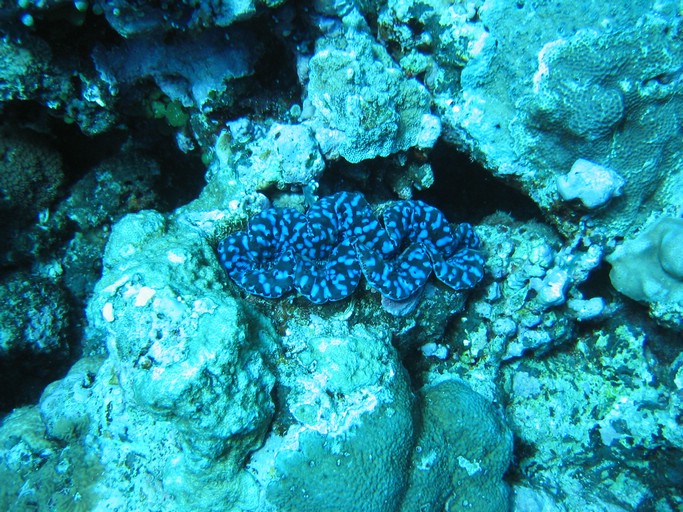 IMG_2039.JPG - "Ngemelis Coral Garden", Palau