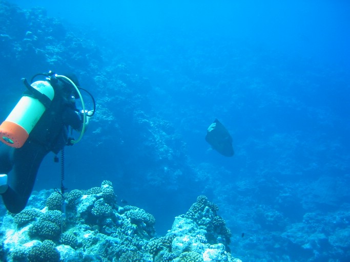 IMG_2041.JPG - "Ngemelis Coral Garden", Palau