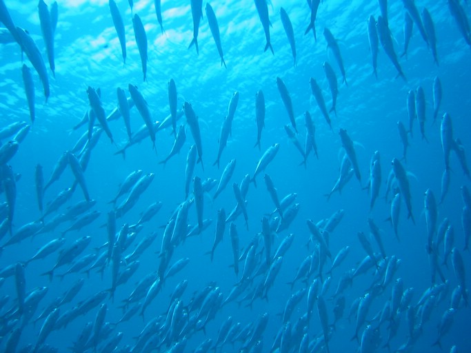 IMG_2059.JPG - "Blue Holes & Blue Corner", Palau