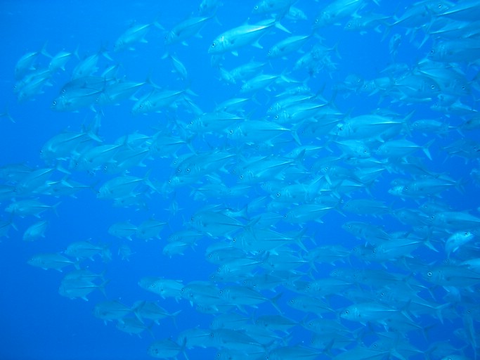 IMG_2062.JPG - "Blue Holes & Blue Corner", Palau