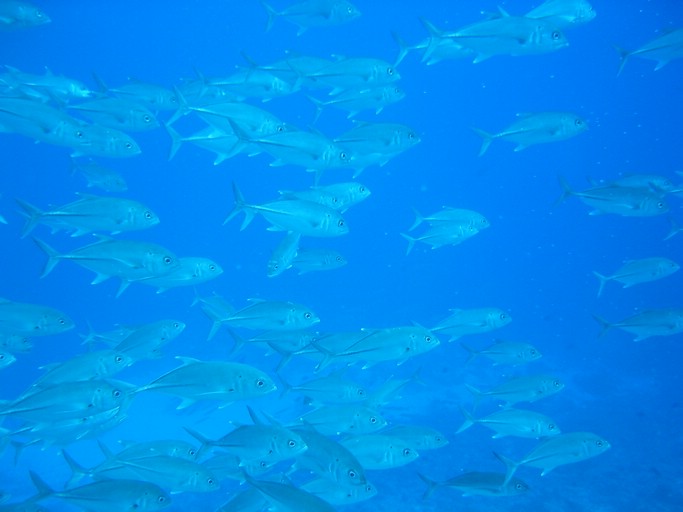 IMG_2063.JPG - "Blue Holes & Blue Corner", Palau