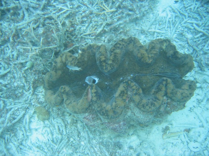 IMG_2065.JPG - "Clam City", Palau