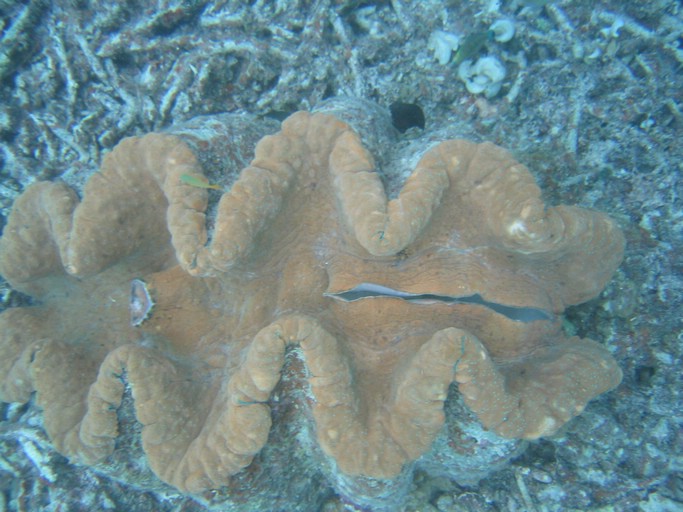 IMG_2066.JPG - "Clam City", Palau