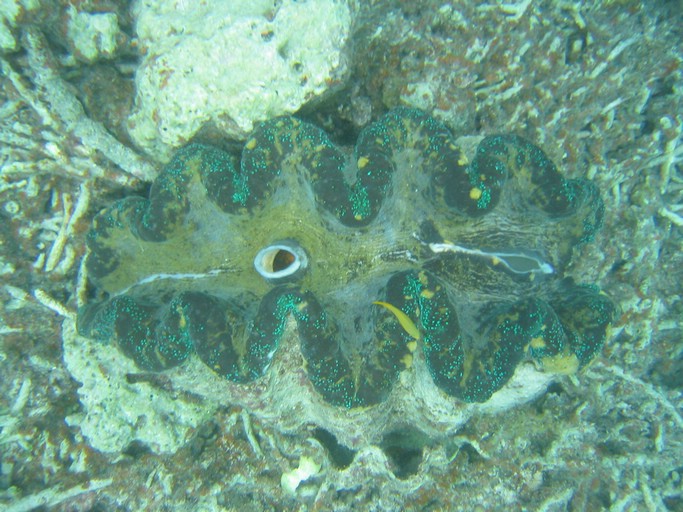 IMG_2068.JPG - "Clam City", Palau