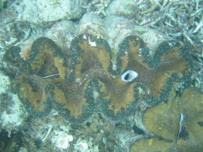 IMG_2070.JPG - "Clam City", Palau
